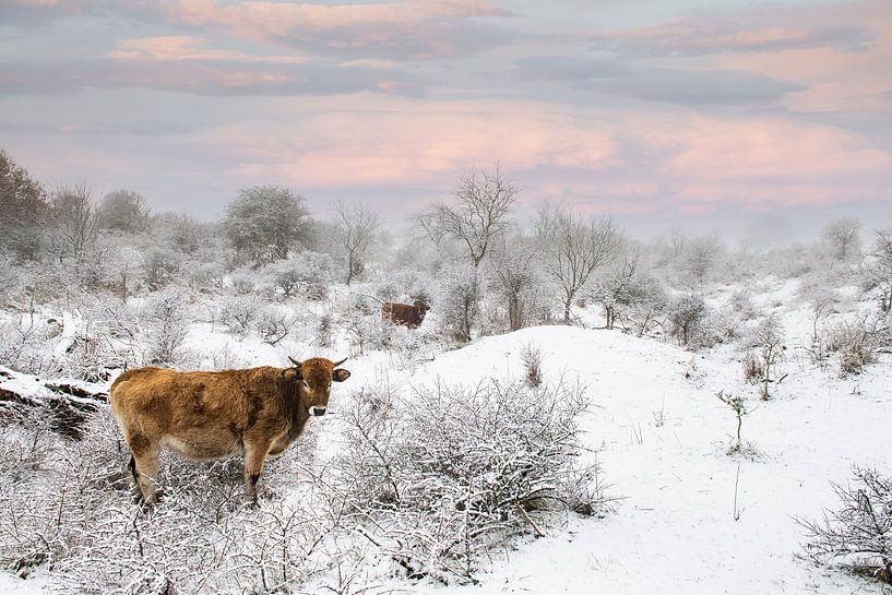 Wild cattle in Zeeland's snowy landscape by Paula Romein