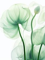Lotus doux
