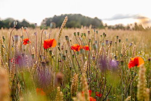 Where poppies blow