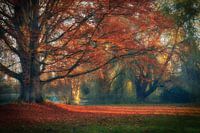 Autumn leafs