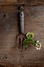 Helleborus by Diane Cruysberghs