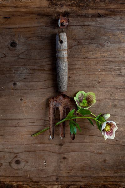Helleborus von Diane Cruysberghs