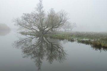 Mist in de Brabantse Biesbosch van Jos van den Elshout