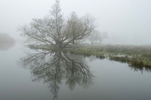 Mist in de Brabantse Biesbosch
