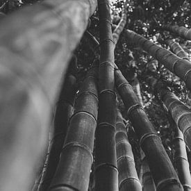 Bamboo from botanical gardens black and white by Ken Tempelers
