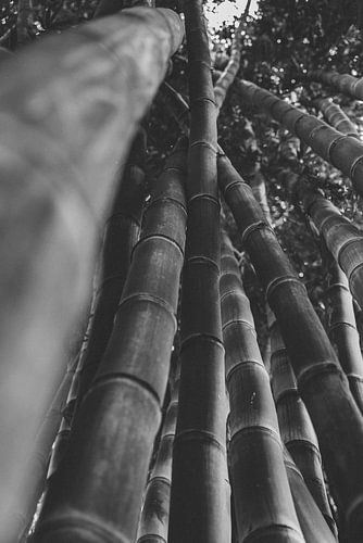 Bamboe uit de botanische tuinen zwart wit