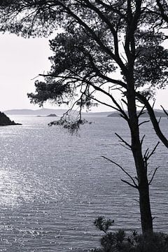 Zwart wit verticaal beeld van silhouet van boom voor baai in zee met kleine eilandjes voor de kust van Studio LE-gals