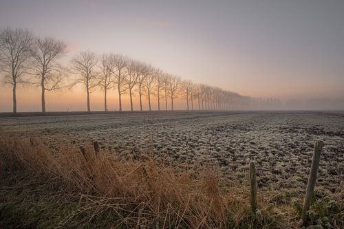 Een rij bomen