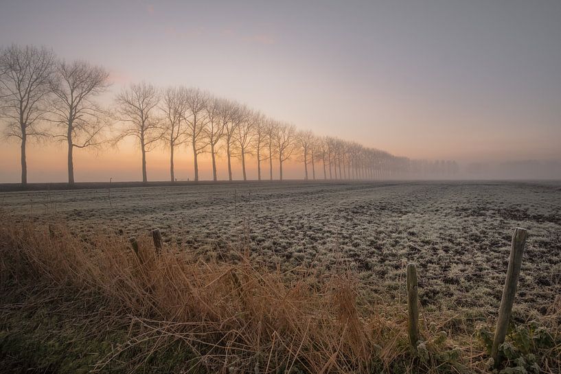 Eine Reihe von Bäumen von Moetwil en van Dijk - Fotografie
