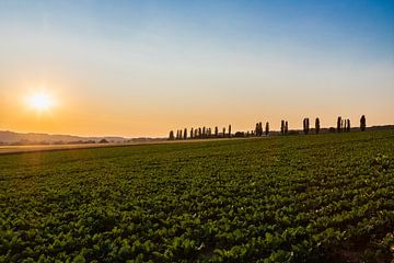 Lever de soleil avec une belle vue sur les peupliers italiens typiques