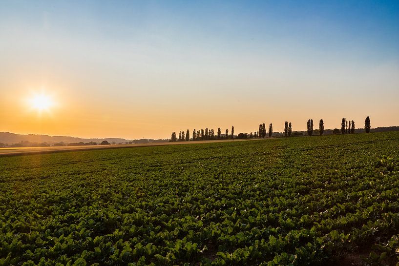 Zonsopgang met een prachtige zicht op de typische Italiaanse populieren van Kim Willems
