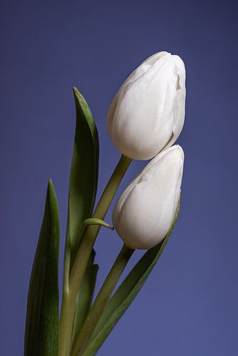 De dansende witte tulpen
