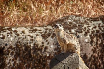 Meerkat on the lookout by Kimberley van Lokven
