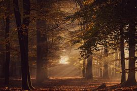 Autumn forest by Christien Brandwijk