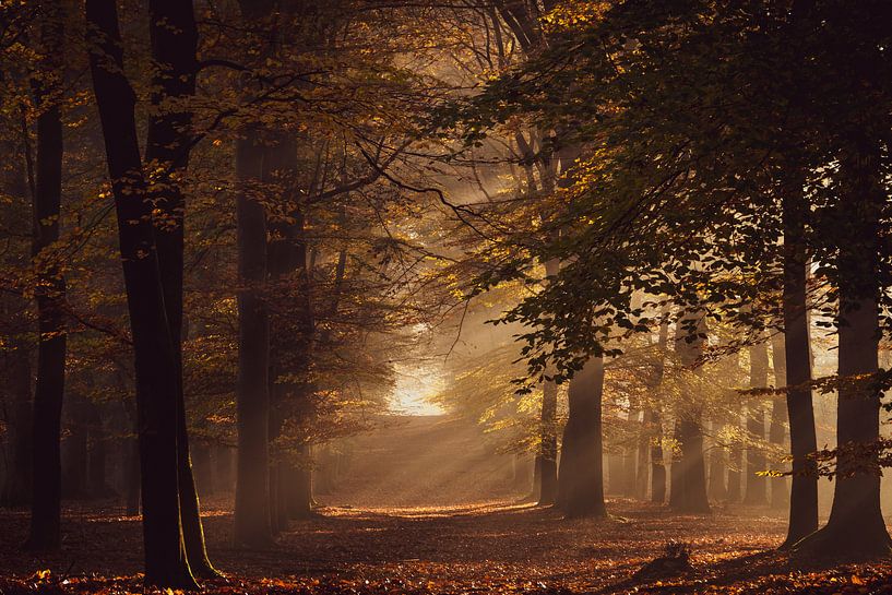 Autumn forest by Christien Brandwijk