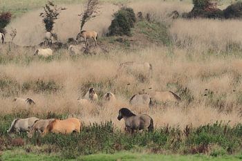 'Wild horses' on the tundra Oostvaardersplassen