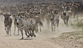 migratie by anja voorn