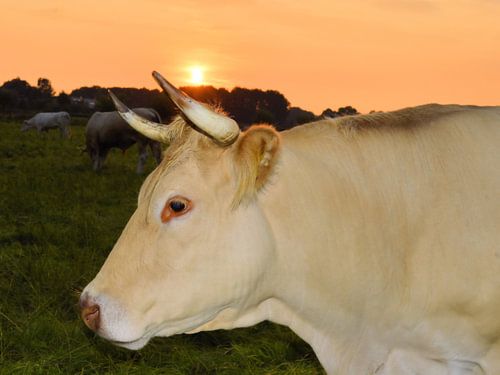 Rund bij ondergaande zon