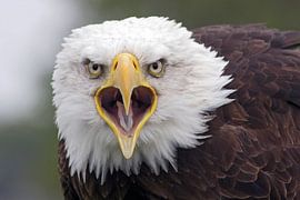 gillende arend von gea strucks