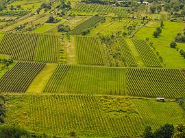 Weinberge an der Mosel von Roger Trelou