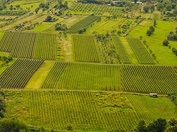 Vineyards along the Moselle