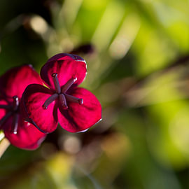 Akebia flowers by Andreas Paul