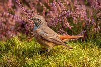 young collared redstart in front of the heather