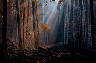 Herfst explosie in het bos van Jos Erkamp thumbnail