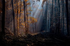 Autumn explosion in the forest by Jos Erkamp