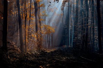 Herfst explosie in het bos