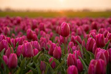 Tulipes roses au soleil du soir sur Eefje John