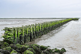 Rijsdam im Wattenmeer von Tjamme Vis
