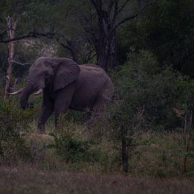 Éléphant à distance sur Wesley Klijnstra