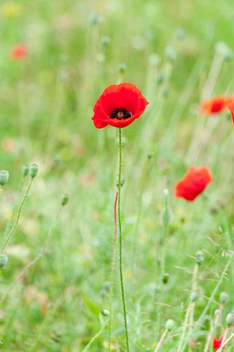 Rode klaproos met  groene achtergrond