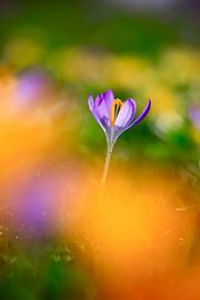 Charmante Krokusblüte von Thomas Jäger