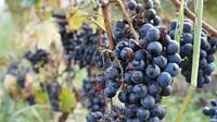 oh summer wine