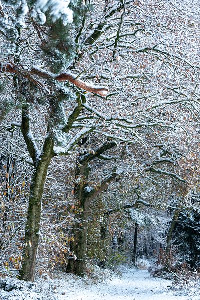 Winter Wonderland by René Jonkhout