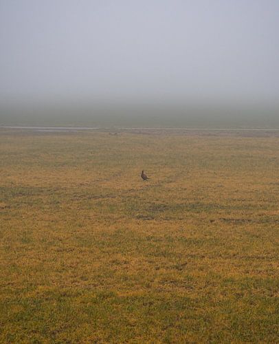 In der Stille des Morgens