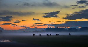 Koeien in de mist - Aarlanderveen, Nederland sur Wim Goedhart