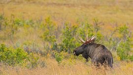 Elch von Harry Punter