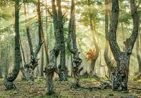 Pine Festival
