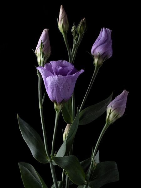 Purple prairie gentians on black by Carine Belzon