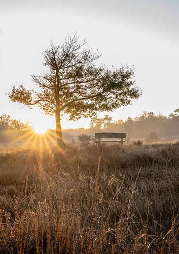 Leersumse veld part 29