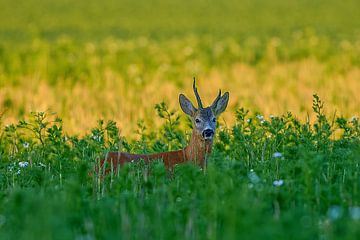 Oude reebok in een weide met bloemen en kruiden op een zomerochtend in Duitsland van Mario Plechaty Photography