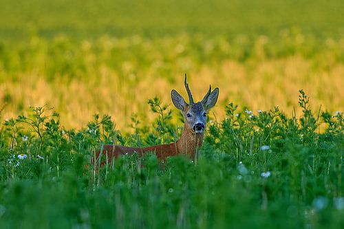 Oude reebok in een weide met bloemen en kruiden op een zomerochtend in Duitsland