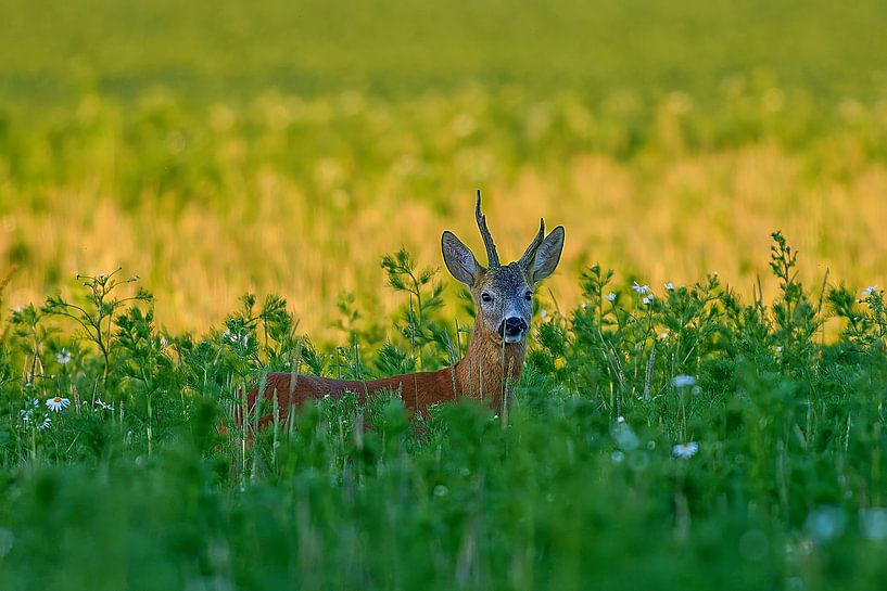 Alter Rehbock steht an einem Sommer Morgen auf einer Wiese mit Blumen und Kräutern in Deutschland von Mario Plechaty Photography