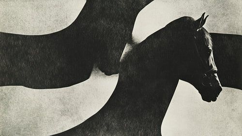 Paard in zwart wit