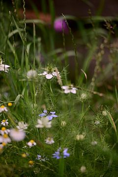 Juffertje in het groen van Jurjen Melinga