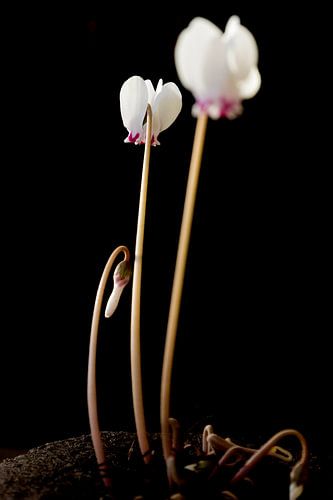 Cyclamen hederifolium
