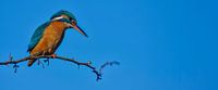 Kingfisher - High in the hawthorn by Kingfisher.photo - Corné van Oosterhout thumbnail